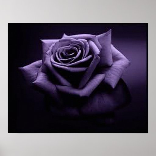 LILA ROSE POSTER