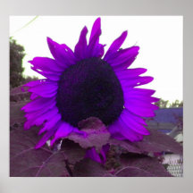 Lila Sonnenblumeplakat