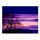Lila Sonnenuntergang-Baum-Silhouettekunstpostkarte
