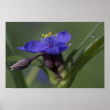 Lila Spiderwort-Plakat-Druck