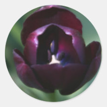 Lila Tulpe-Aufkleber-Siegel