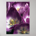 Lila Tulpen Plakatdrucke