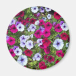 Lila u. Lavendel-Blumen: Kühlschrankmagnet