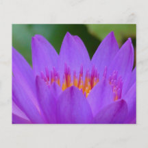 Lila Wasser-Lilien-Blumen-Blüte Flyerdruck
