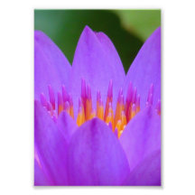 Lila Wasser-Lilien-Blumen-Blüte Fotografie