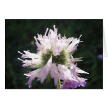 Lila Wildblüte, Grusskarte, blanko, gestaltbar