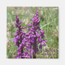 Lila wilde Orchidee Kühlschrankmagnete