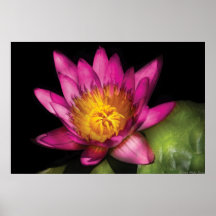 Lilie - Nymphaea-Rubin - Leidenschaft Posterdrucke