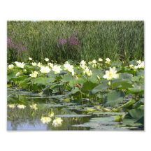 Lilien-Auflagen in der Blüte Fotodruck