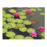 Lilien-Auflagen und Lotus-Zen-Postkarte