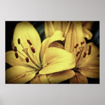 Lilien Plakat
