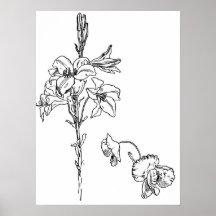 Lilien-und Mohnblumen-Blumen-Linie Zeichnen Posterdrucke
