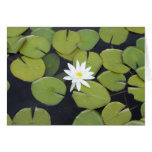 Lilienauflage Grußkarten
