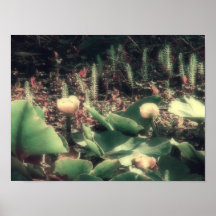 Lilienteich Plakatdruck