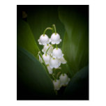 Lily-Of-The_Valley Postkarten
