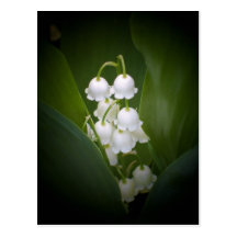 Lily-Of-The_Valley Postkarten