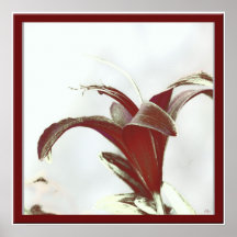 Lily Plakatdrucke