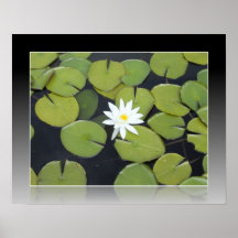 Lilypad Weiß-Blume Plakatdrucke