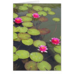 Lilypads Karte