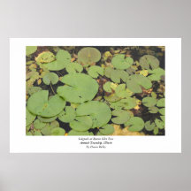 Lilypads Plakat