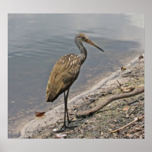 Limpkin auf Leinwand Posterdrucke