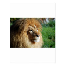 Lion Postcards