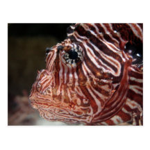 Lionfish Postkarten
