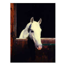 Lipizzaner Pferd Postkarten