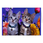 little_kittens (27) niedliche entzückende flockige karten