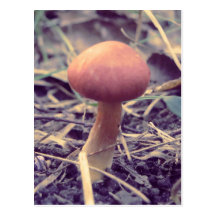Little Reddish Mushroom Photo Post Cards