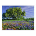 Live Oak u. Texas-Malerpinsel und Texas Postkarte