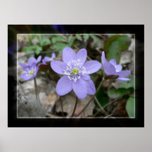 Liverleaf Plakat