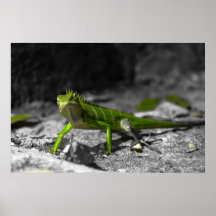 Lizard No2 Poster