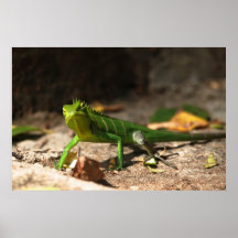 Lizard Posters