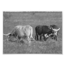 Longhorns01 Photographischer Druck