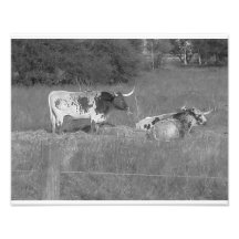 Longhorns02 Fotografien