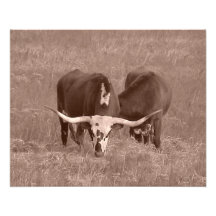 Longhorns05 Kunst Fotos