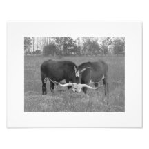 Longhorns09 Photodruck