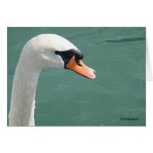 Look like a swan, Grusskarte, blanko
