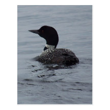 Loon auf Pushaw See Postkarte