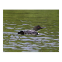 Loon auf Rainbow See Postkarten