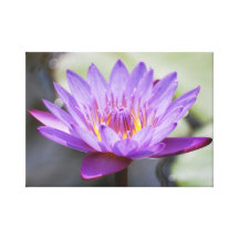 Lotos-Blume für Mutter-Tag Gespannter Galerie Druck