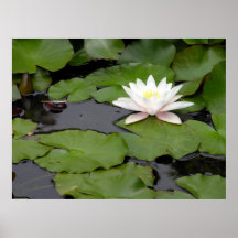 Lotos-Blume im Lilienteich Plakatdruck
