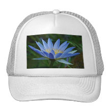 Lotos-Blume und -bedeutung Kappen