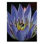 Lotos-Blume und -bedeutung Postkarten