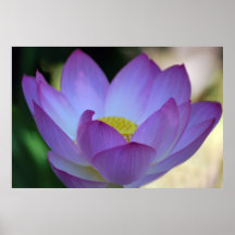 Lotos-Blume und seine Bedeutung Posterdrucke