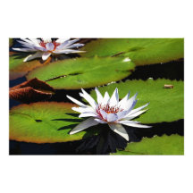 Lotos-Blumen auf Wasser Photo Druck