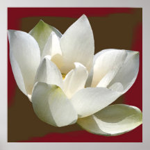 lotus1 plakate