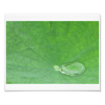 Lotus-Blatt Photos