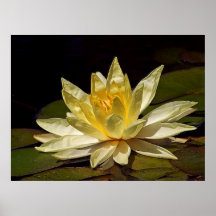 Lotus-Blüte Posterdrucke